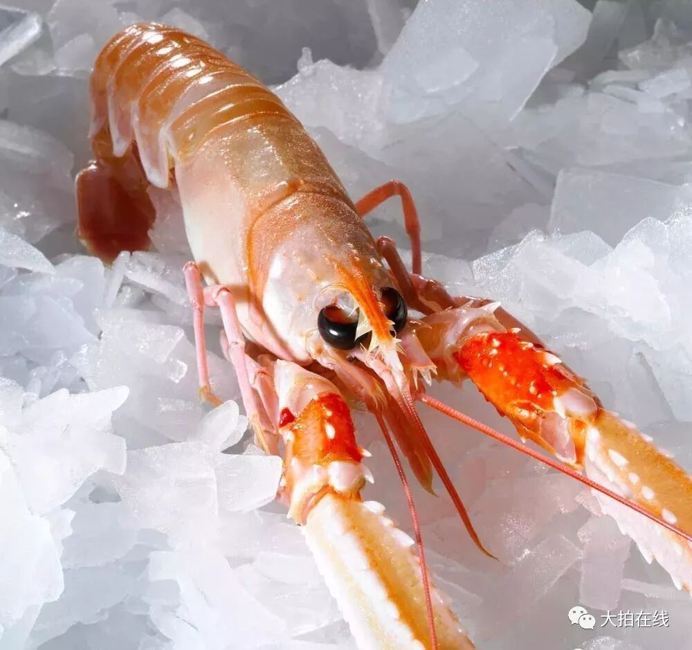 爱尔兰海鳌虾,做高端餐饮必采购的海鲜单品!