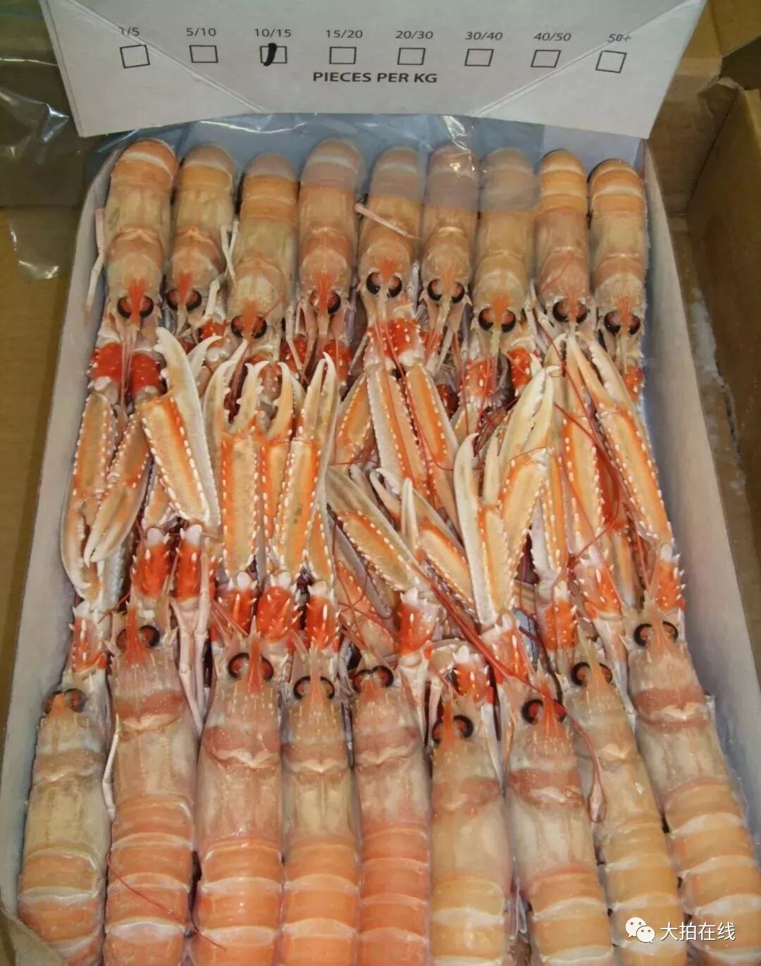 爱尔兰海螯虾具有高蛋白质且脂肪含量低,鲜嫩的肉质也带来了味觉上的