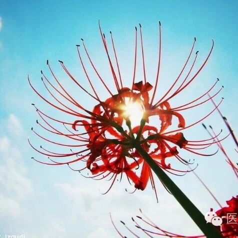 2023-12-08药事资讯