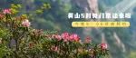 今晚9:00在黄山旅游官方平台挖呀挖呀挖，挖到免费门票到山上去赏花~