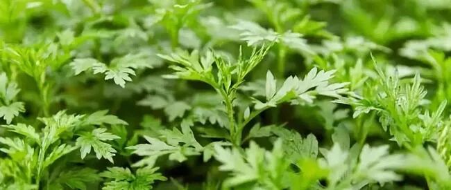 白酒加它，专治腰酸腿疼、肩膀痛，几次就见效！！！