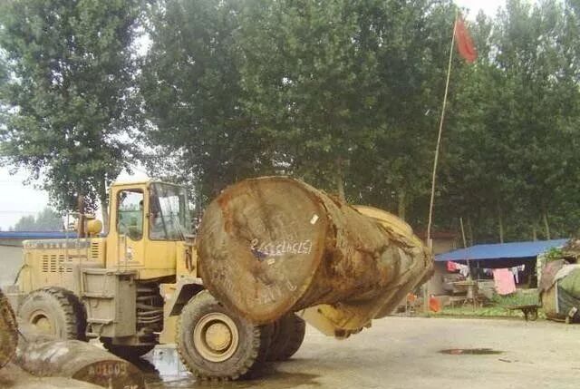 大藝樹地板和大友地板_地?zé)岬匕灏倌臼兰裚大木地板價(jià)格