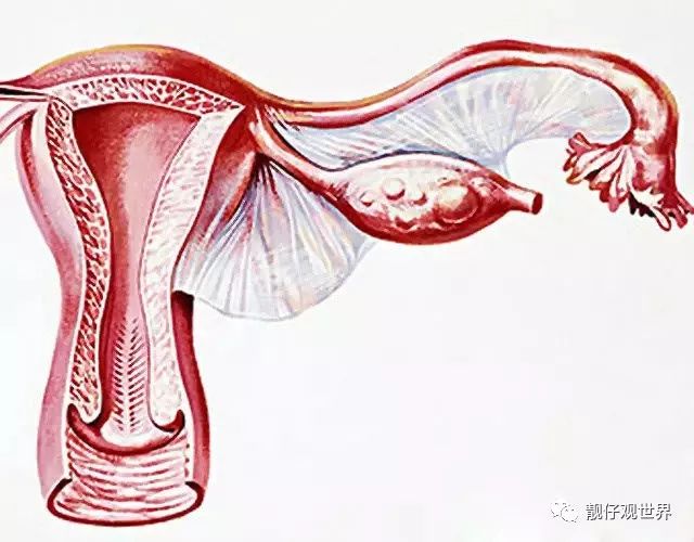 3、附件炎女性的附件是指内生殖器官中的输卵管、卵巢，称为子宫附件。附