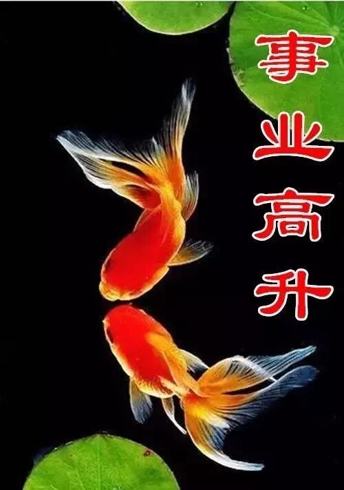 今天是十全十美日送给大家10条七彩金鱼祝福大家金鱼满堂年年有馀
