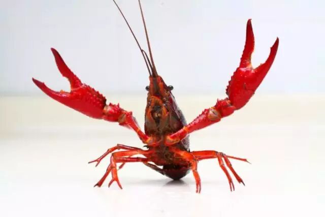 哔哔哔~~~手撕你的皮皮虾!有人让网红决斗!