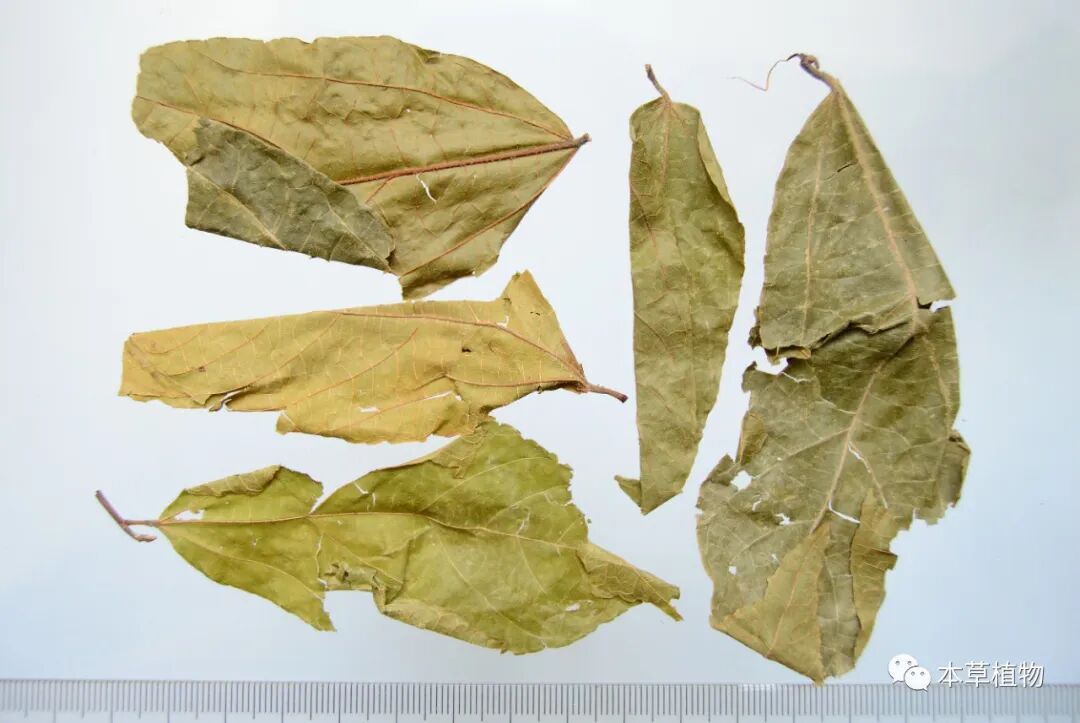 中药之叶类中药