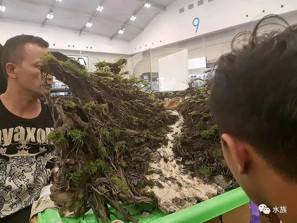 赛级水景缸开缸参考！第9张-好摄之途
