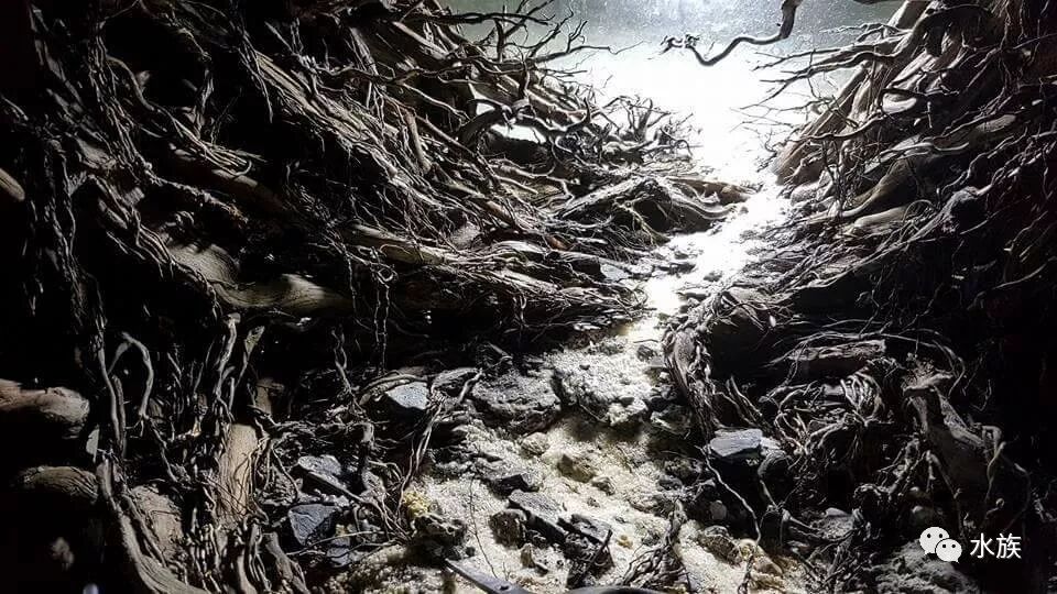 赛级水景缸开缸参考！第6张-好摄之途