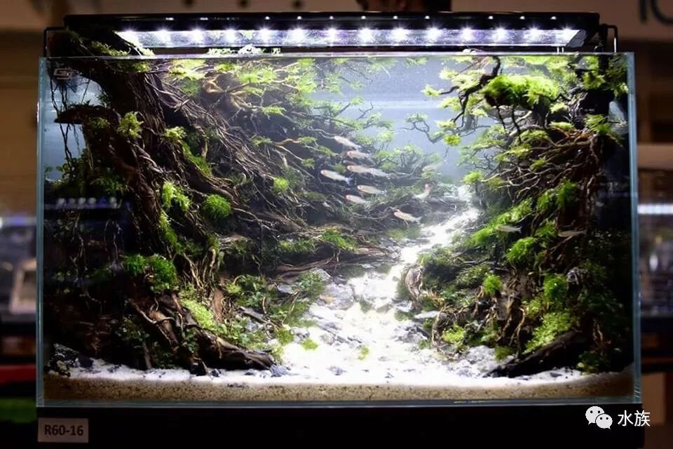 赛级水景缸开缸参考！第10张-好摄之途