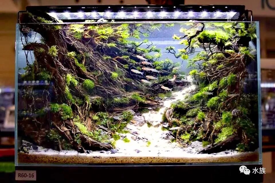 赛级水景缸开缸参考！第1张-好摄之途