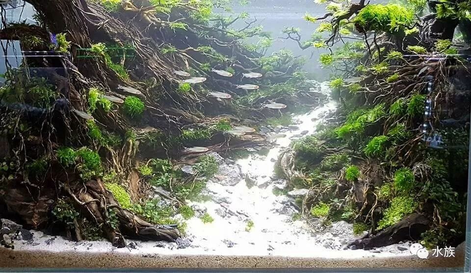 赛级水景缸开缸参考！第11张-好摄之途