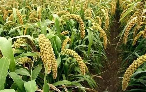 【青年之声·钟青动态】千家万户小康菜园之粟米篇！