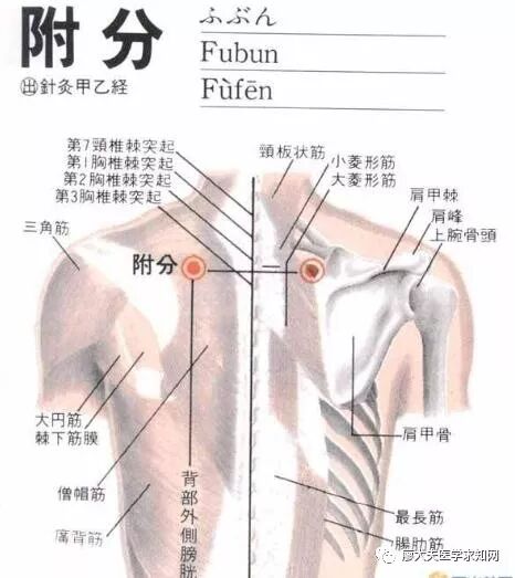 教你学中医 经络篇之足太阳膀胱经 附分穴 魄户穴 膏肓俞穴 自由微信 Freewechat