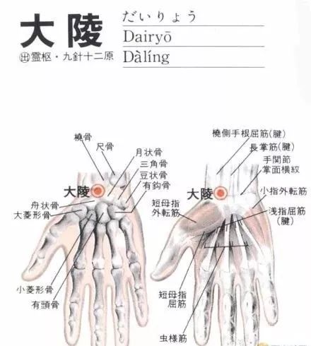 教你学中医 经络篇之手厥阴心包经 大陵穴 廖大夫医学求知网 微信公众号文章阅读 Wemp