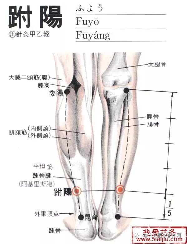 教你学中医 经络篇之足太阳膀胱经 跗阳穴 昆仑穴 自由微信 Freewechat