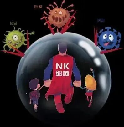 激光治疗仪有什么作用自然杀伤细胞（NK细胞）＋百会穴与（28孔）半导体激光治疗仪_https://www.jmylbn.com_新闻资讯_第14张