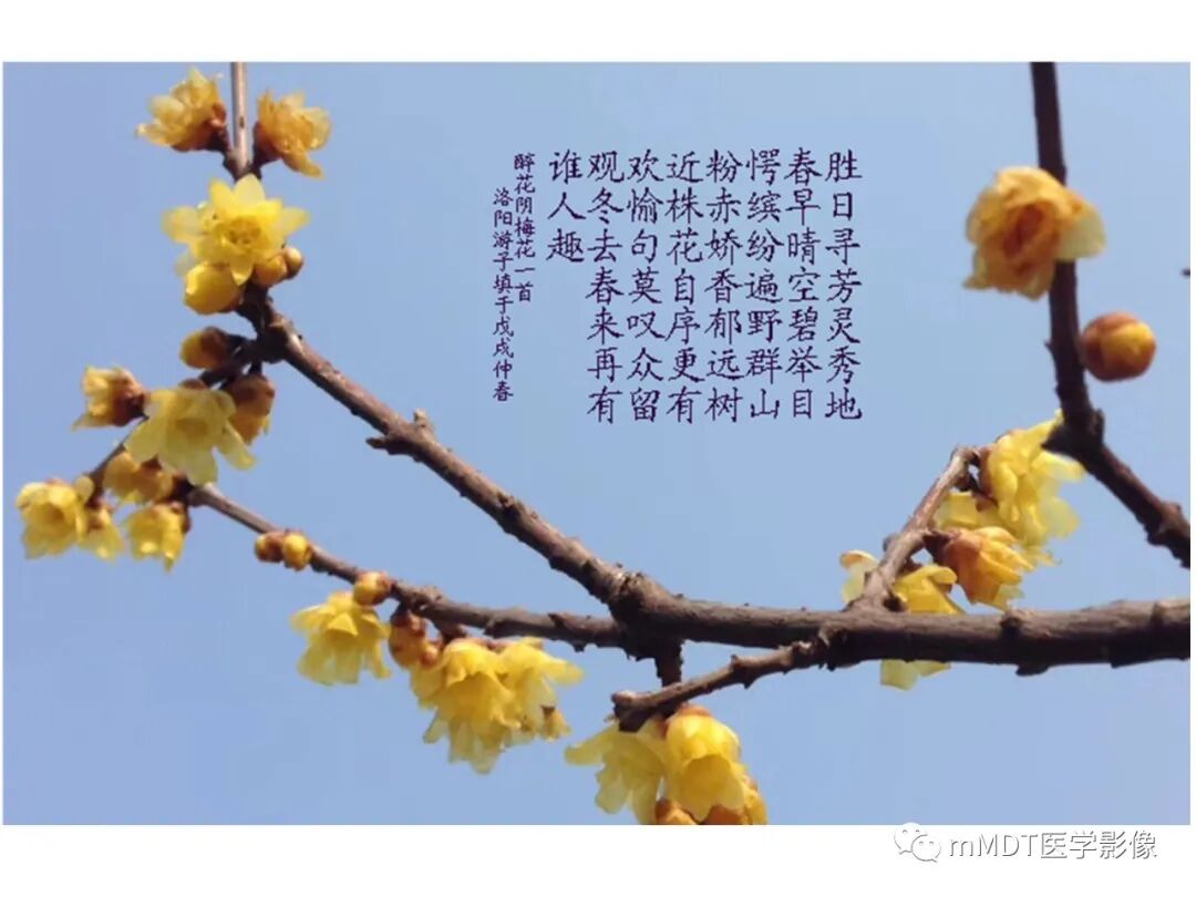 mmd在医学上什么意思触底四神共一门——穿行在内耳道的神经们_https://www.jmylbn.com_新闻资讯_第86张