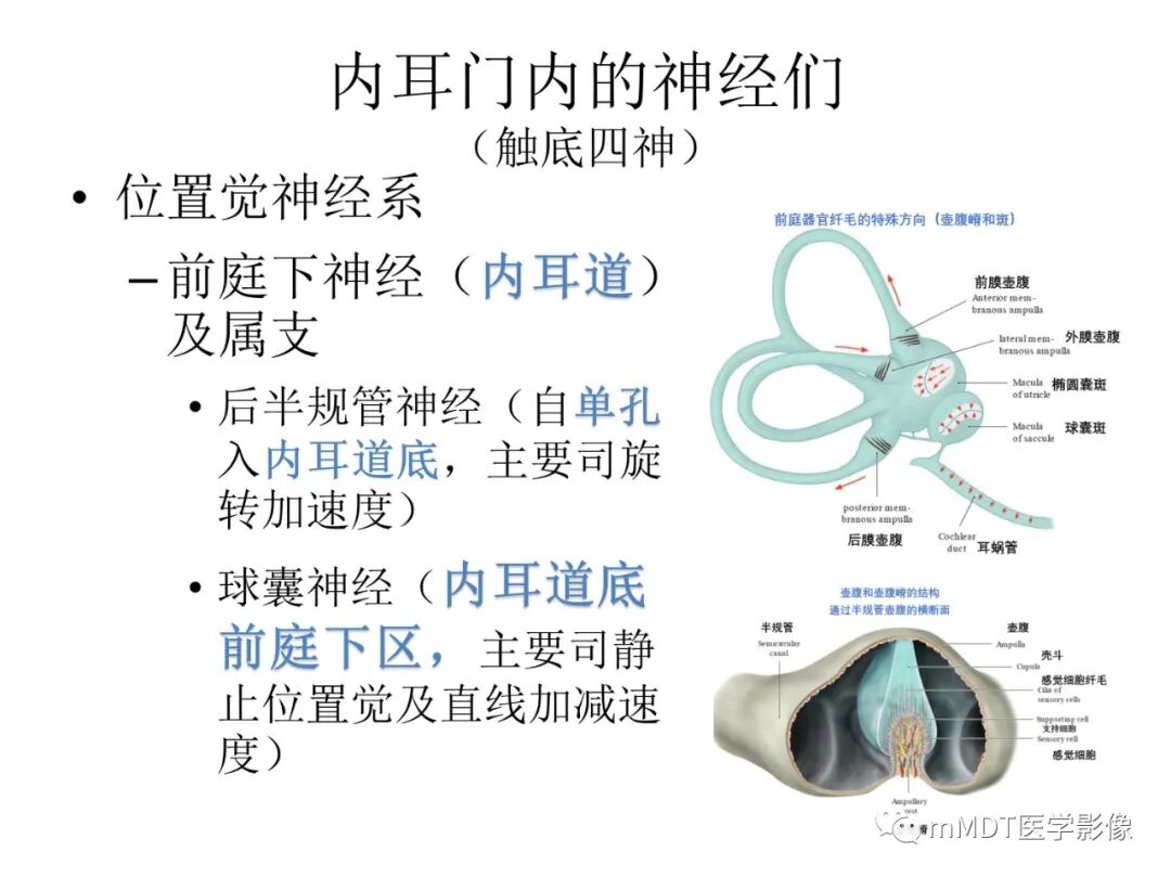 mmd在医学上什么意思触底四神共一门——穿行在内耳道的神经们_https://www.jmylbn.com_新闻资讯_第7张