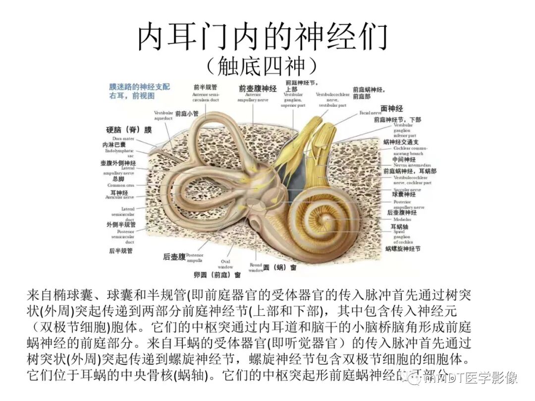 mmd在医学上什么意思触底四神共一门——穿行在内耳道的神经们_https://www.jmylbn.com_新闻资讯_第9张