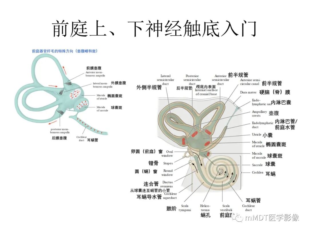 mmd在医学上什么意思触底四神共一门——穿行在内耳道的神经们_https://www.jmylbn.com_新闻资讯_第16张