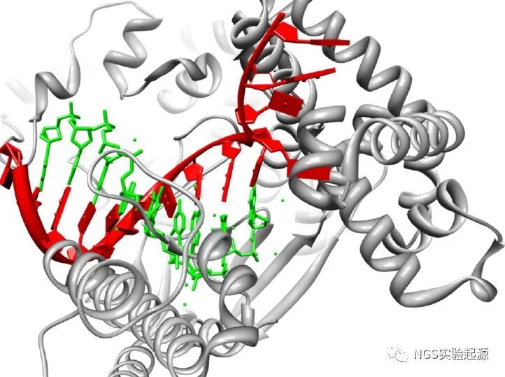 dna聚合酶发展简史丨分子生物学中最重要的酶