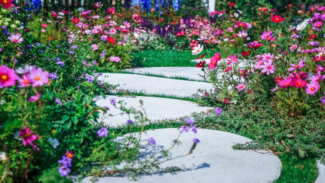 想有这样的月季花园，天长地久(图26)