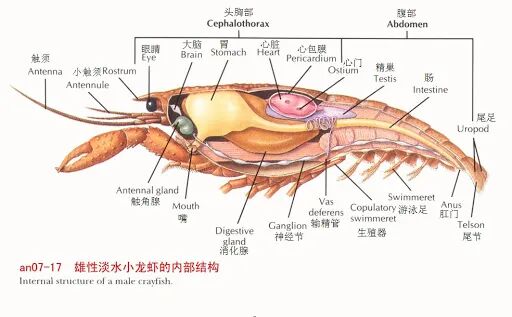 小龙虾的什么地方不能吃?