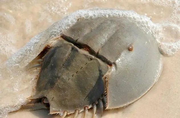 世界上仍然存在的7大史前生物！你知道哪一个？