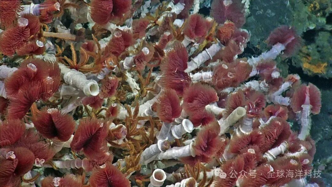 图3：深海热液喷口附近的管虫群落，红色羽冠是其滤食器官，也是极端环境里活跃演化的生命。