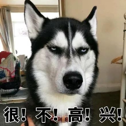 渣男犬「啪」了二哈女神，懷孕後卻翻臉不認狗 寵物 第17張