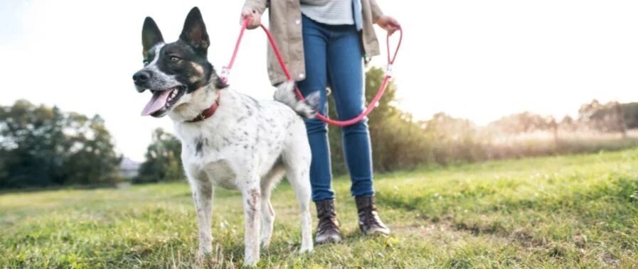 老人被狗绳绊倒事件|请不要让人随意带你家汪星人出去玩！