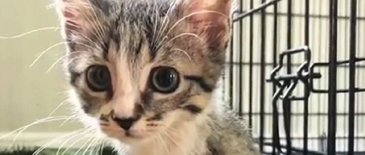 鸭子是只猫……