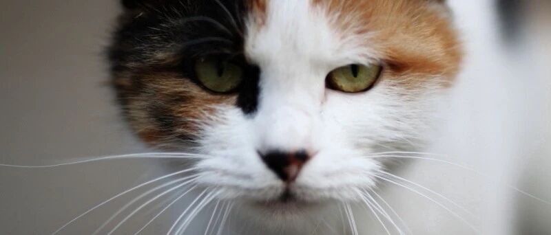 猫的眼神杀，你抗得住吗？我是不行了……