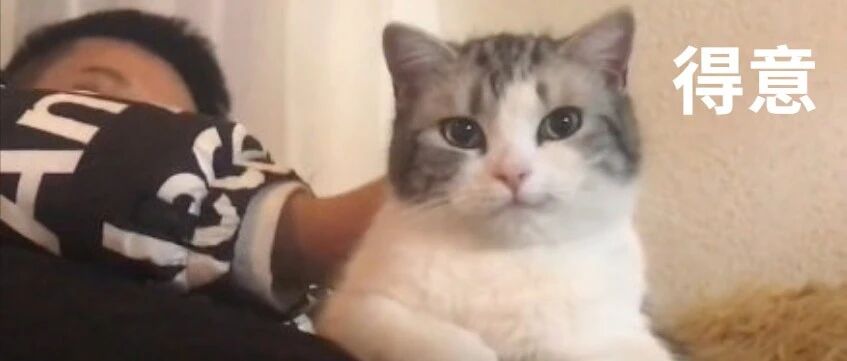 妈呀！因为《三十而已》，猫的风评逐渐被害！