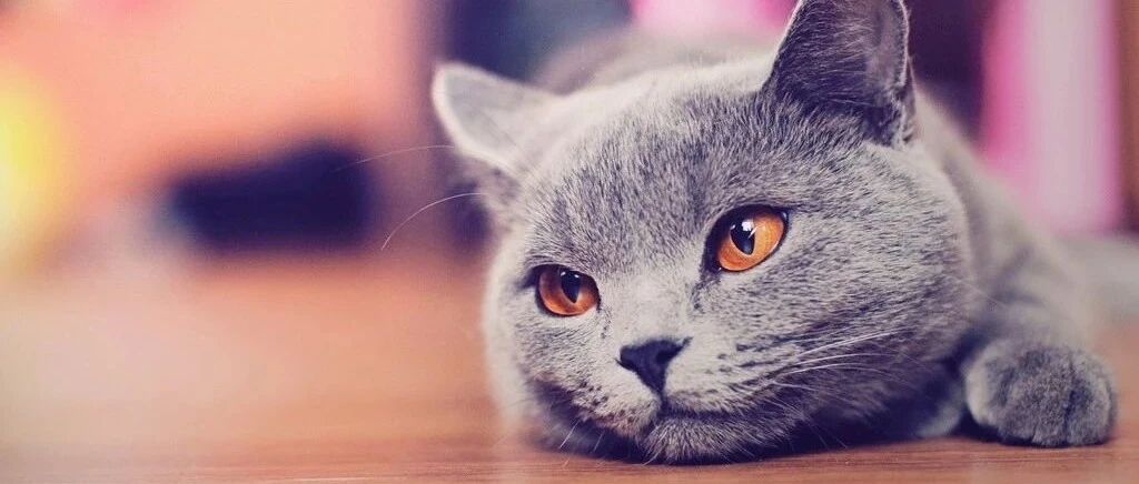 猫这一生不过5475天，却用了2053天等你回家......