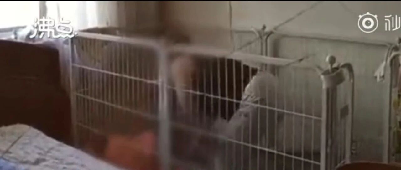 虽然我杀了你的狗，但还想做你的“妈”？