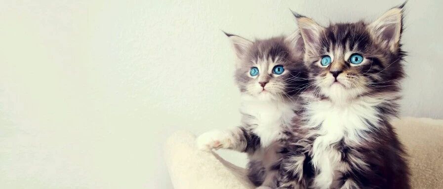 没有对比没有伤害，公猫和母猫区别还是蛮大的