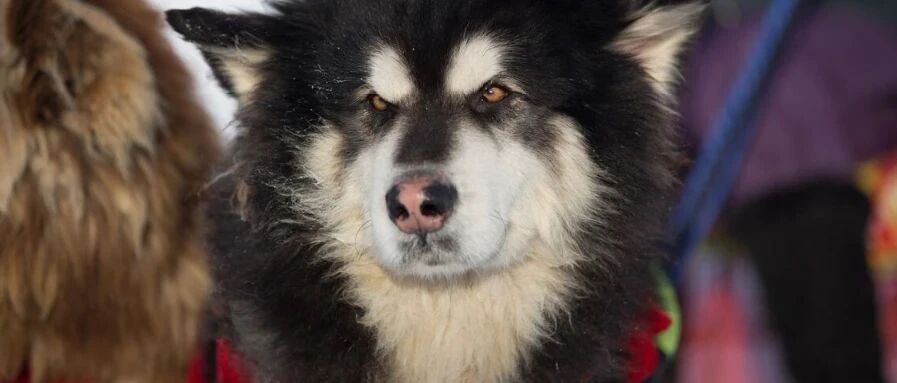 欧洲多国训练用狗探测新冠病毒，在国外当只狗都不容易