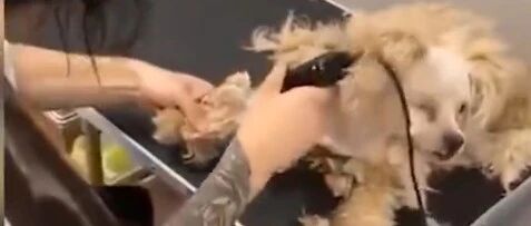 现实版《一只狗的回家之路》，没人知道它到底经历了什么