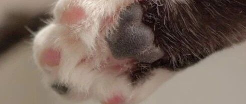 来给喵星人看个“手相”？听说超准的！