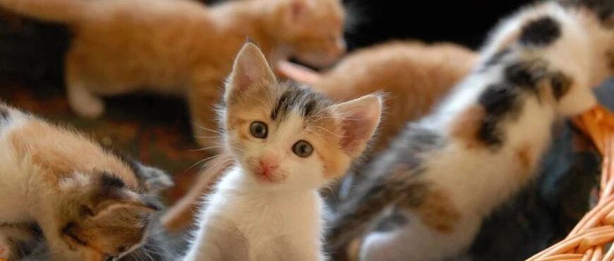 当你家成为了喵星人的基地，你将遭遇什么？