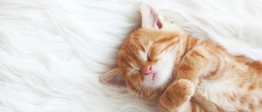 被子有多怪啊？天一冷就长猫！