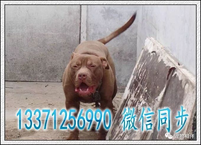 比特犬的皮肤溃疡怎么治疗 宠物相伴 微信公众号文章阅读 Wemp