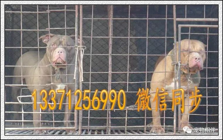 比特犬软骨病相关症状和诊治 宠物相伴 微信公众号文章阅读 Wemp