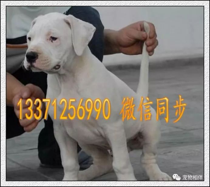 杜高犬骨折的四个治疗方法 宠物相伴 微信公众号文章阅读 Wemp