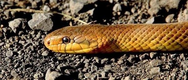 梦境解析，为何会梦到一条黄色的大蛇咬到手和脚？