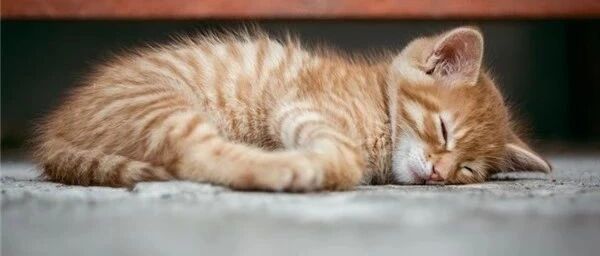 梦见和小猫一块睡觉，温馨与神秘的预兆