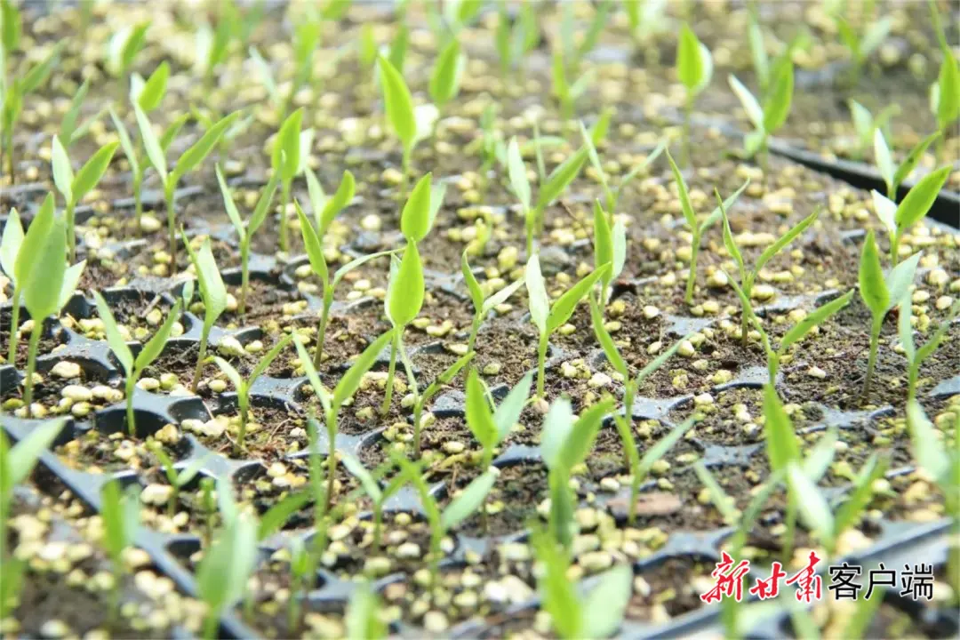 FZ007240508228_A5092229 图片