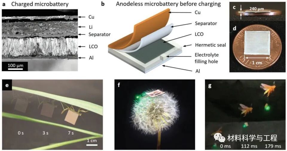 《Adv Mater》：螳螂都可以背着走！一种新型微型电池设计的图2