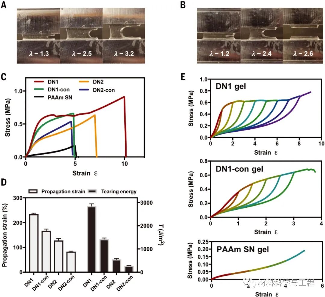 《Science》：力引发的化学反应，让水凝胶更强韧！的图4
